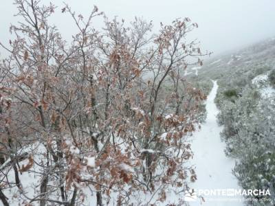 Hayedo de Pedrosa - Parque Natural Sierra Norte de Guadalajara - Hayedo de Tejera Negra